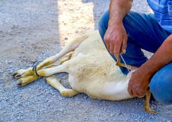 Muslim butcher man is ready to cut a sheep