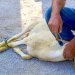 Muslim butcher man is ready to cut a sheep